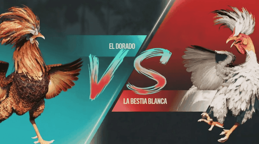 5597 Plataforma Esports Baixar